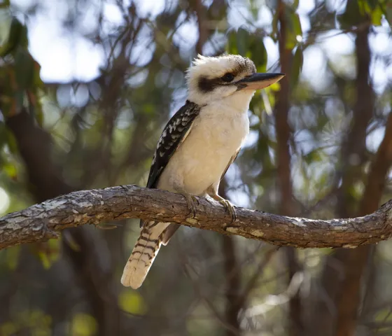 Laughing Kookaburra