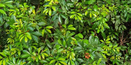 Native Mulbery 2
