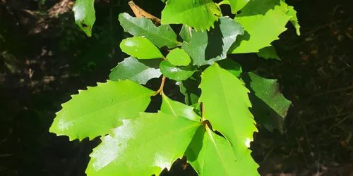 Sassafras 2