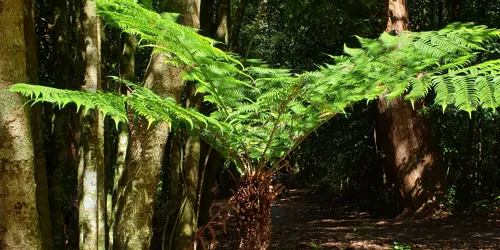 Soft Bark Tree Fern 1