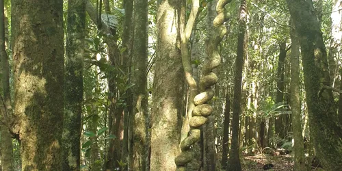 Vines And Creepers 2