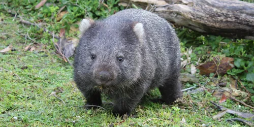 Common Wombat