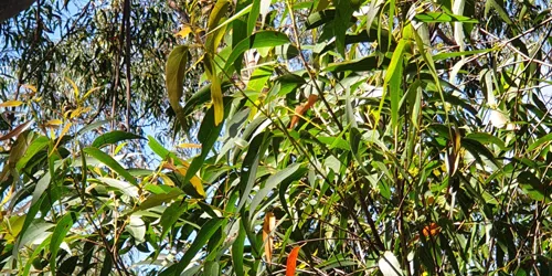 Eucalypts 2