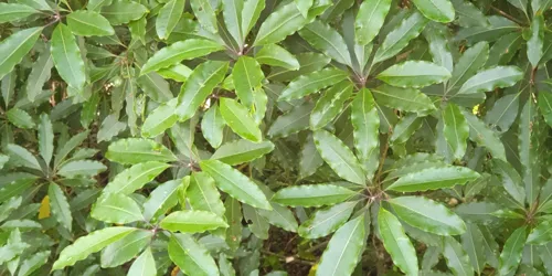 Musk Daisy Bush 2