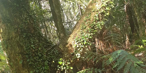 Epiphytes 1